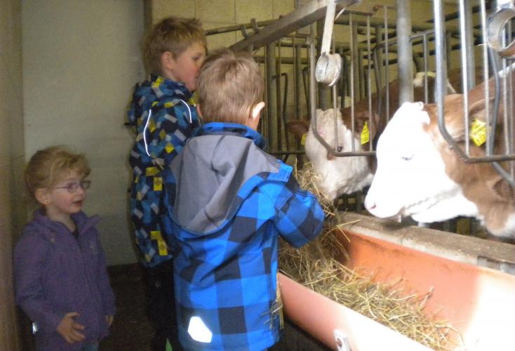 Schneglberger Kinder mit Kälbern